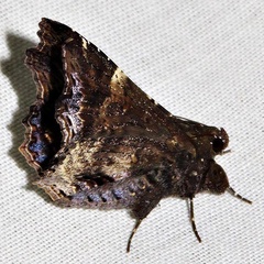 /filer/webapps/moths/media/images/A/alope_Lacera_A_Braun_14.jpg