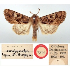 /filer/webapps/moths/media/images/C/conjuncta_Hypoplexia_HT_BMNH.jpg