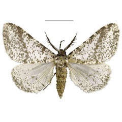 /filer/webapps/moths/media/images/S/staudei_Nothabraxas_HT_Staude.jpg