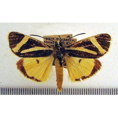 /filer/webapps/moths/media/images/F/fervida_Aegocera_A_HDOU_01.jpg