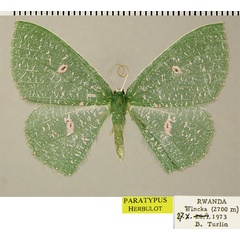 /filer/webapps/moths/media/images/T/turlini_Prasinocyma_PTF_ZSM.jpg