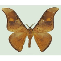 /filer/webapps/moths/media/images/P/perfulvastra_Dogoia_AM_Basquin_02a.jpg