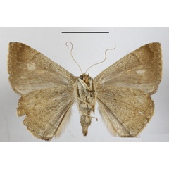 /filer/webapps/moths/media/images/A/axis_Amyna_A_MGCLb_01.JPG