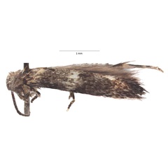 /filer/webapps/moths/media/images/K/knudlarseni_Elachista_HT_VU.jpg
