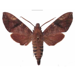 /filer/webapps/moths/media/images/M/monostigma_Nephele_AM_EMEM.jpg