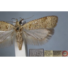 /filer/webapps/moths/media/images/B/basistriata_Dichomeris_STM_NHMUK.jpg