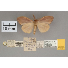 /filer/webapps/moths/media/images/H/hyperythra_Dasychira_AT_OUMNH_02.jpg