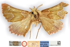 Drepanogynis insciata