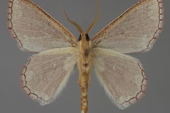 Oneiliana multifera
