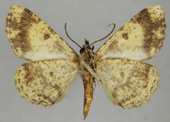 /filer/webapps/moths/media/images/C/cowani_Xylopteryx_AM_ZSMb.jpg