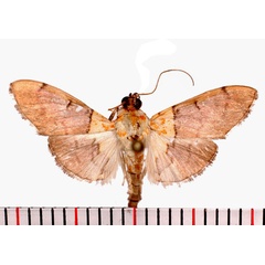 /filer/webapps/moths/media/images/R/rufitinctalis_Agrotera_AM_Poltavsky.jpg