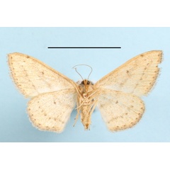 /filer/webapps/moths/media/images/D/deserta_Scopula_A_MGCLb_01.jpg