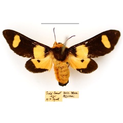 /filer/webapps/moths/media/images/P/picta_Casphalia_AM_BMNH_brTBAoL.jpg