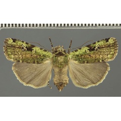 /filer/webapps/moths/media/images/V/viridis_Mentaxya_A_Fiebig.jpg