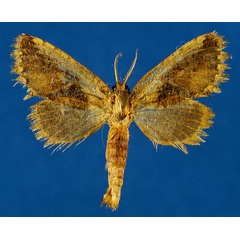 /filer/webapps/moths/media/images/O/ochreicosta_Moyencharia_AF_Lehmann_L5p9v83.jpg
