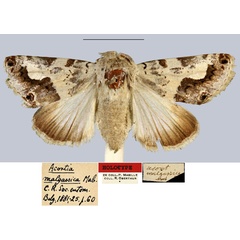 /filer/webapps/moths/media/images/M/malgassica_Acontia_HT_MNHN.jpg