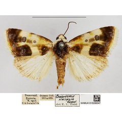 /filer/webapps/moths/media/images/N/natalis_Emmelia_AM_NHMUK.jpg