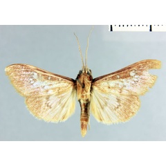 /filer/webapps/moths/media/images/C/comoralis_Coptobasoides_HT_MNHN.jpg