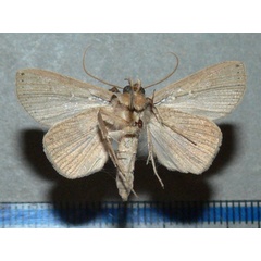 /filer/webapps/moths/media/images/E/exangulata_Aburina_A_Goffb_01.jpg