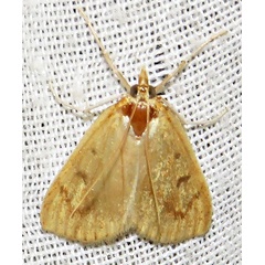 /filer/webapps/moths/media/images/I/infuscalis_Lirabotys_A_Braun_05.jpg