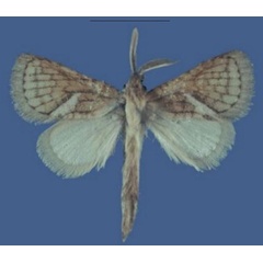 /filer/webapps/moths/media/images/M/mikerobertsi_Lukeniana_HT_ZFMK.jpg