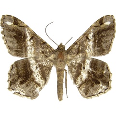 /filer/webapps/moths/media/images/F/feraliata_Chiasmia_A_MCJM.jpg