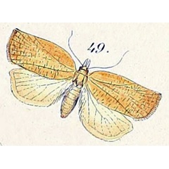 /filer/webapps/moths/media/images/C/capitana_Tortrix_STF_Felder_1875_139-49.jpg