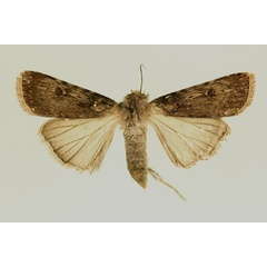 /filer/webapps/moths/media/images/R/ranavalo_Agrotis_AF_RMCA.jpg