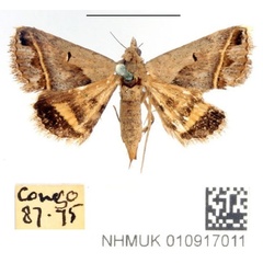 /filer/webapps/moths/media/images/C/circumdata_Acantholipes_AF_BMNH_01.jpg
