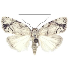 /filer/webapps/moths/media/images/N/nitidipicta_Ezishnola_HT_ANHRT.jpg