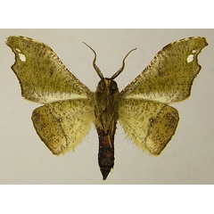 /filer/webapps/moths/media/images/C/cinereomarginata_Sphingomima_AM_ZSMb.jpg
