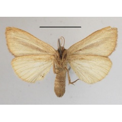/filer/webapps/moths/media/images/S/strigata_Bisolita_AF_MGCLb_03.JPG