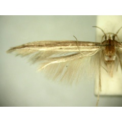 /filer/webapps/moths/media/images/N/narcota_Pyroderces_HT913_TMSA_03.jpg