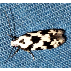 /filer/webapps/moths/media/images/C/caelata_Furcaphora_A_Braun_04.jpg