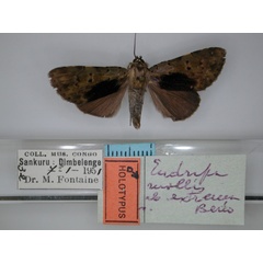 /filer/webapps/moths/media/images/E/extrema_Eudrapa_HT_RMCA_01.jpg