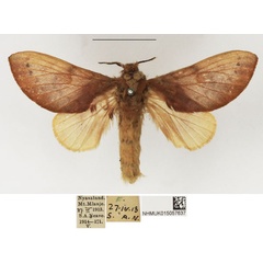 /filer/webapps/moths/media/images/V/viola_Pseudometa_AF_NHMUK.jpg