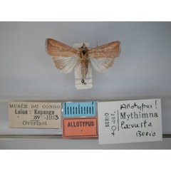 /filer/webapps/moths/media/images/L/laevusta_Aletia_AT_RMCA.jpg