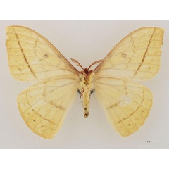 /filer/webapps/moths/media/images/H/hecqui_Tagoropsis_HT_RBINS_02.jpg