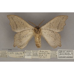 /filer/webapps/moths/media/images/G/glauca_Metadrepana_LT_OUMNHb_01.jpg