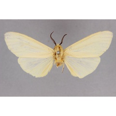 /filer/webapps/moths/media/images/S/sinefascia_Spilosoma_HT_BMNH.jpg