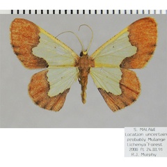 /filer/webapps/moths/media/images/P/purimargo_Zamarada_AF_ZSM_E6n3L3i.jpg