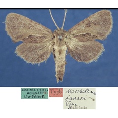 /filer/webapps/moths/media/images/J/jansei_Marshalliana_STF_MfN.jpg