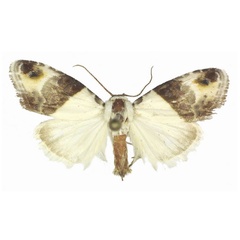 /filer/webapps/moths/media/images/S/smithi_Leucobaeta_HT_ANHRT.jpg