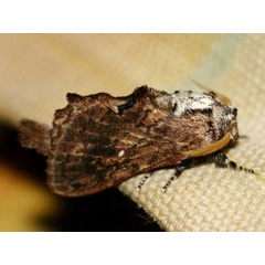 /filer/webapps/moths/media/images/L/lobata_Epicnapteroides_A_Wursten.jpg