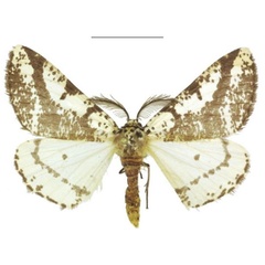 /filer/webapps/moths/media/images/A/atacta_Nothabraxas_AM_ANHRT_02.jpg