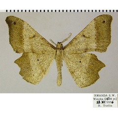 /filer/webapps/moths/media/images/L/loxostigma_Psilocladia_AM_ZSM.jpg