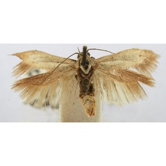 /filer/webapps/moths/media/images/C/chloraema_Haploscythris_HT_BMNH.jpg