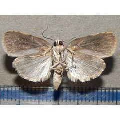 /filer/webapps/moths/media/images/R/roeselioides_Pardasena_A_Goffb_01.jpg
