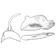 /filer/webapps/moths/media/images/H/hamata_Epermenia_GMHT_ZMHB.jpg