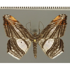 /filer/webapps/moths/media/images/F/fulvisparsa_Chiasmia_AM_Fiebig_01.jpg